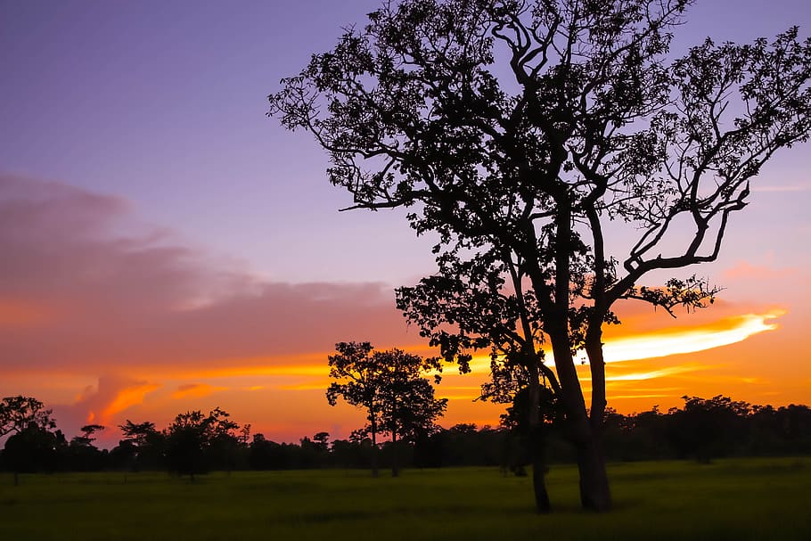 view, silhouette, evening, sunset, sky, tree, plant, beauty in nature HD wallpaper