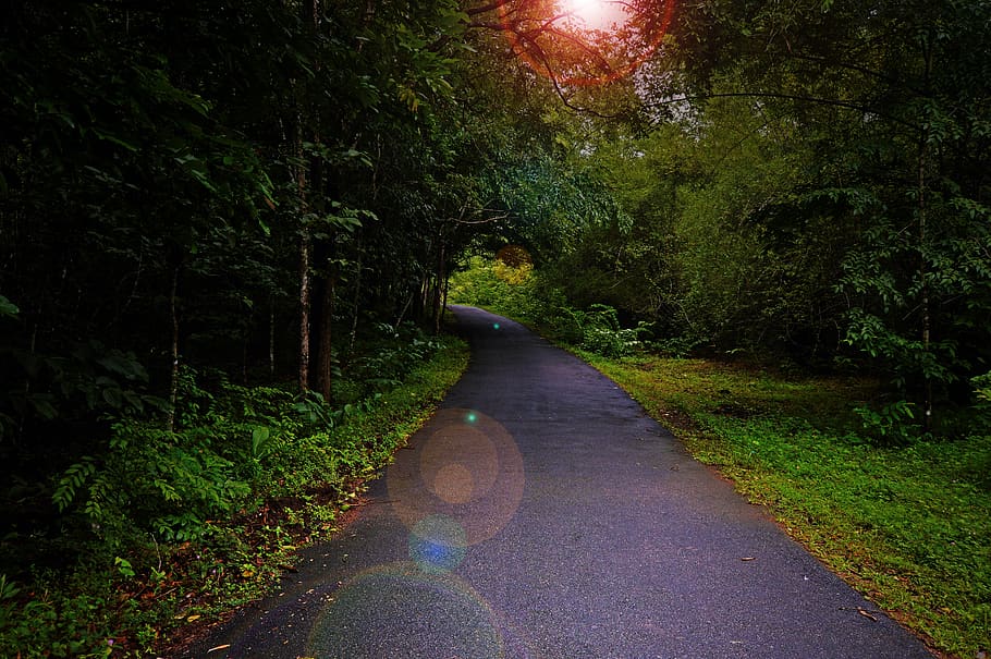 forest, trees, road, heaven, plant, the way forward, direction HD wallpaper