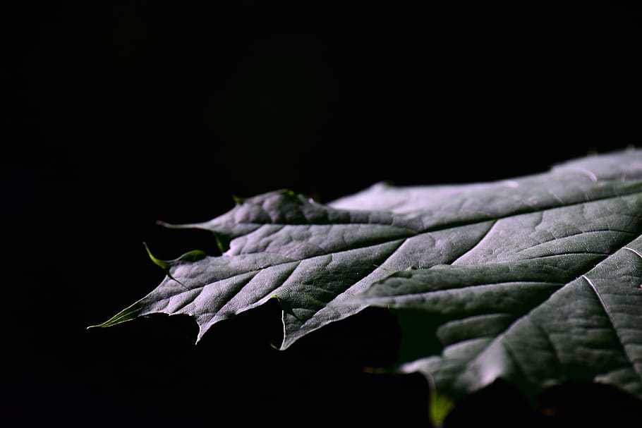 leaf, maple leaf, close up, structure, fibers, nature, green HD wallpaper