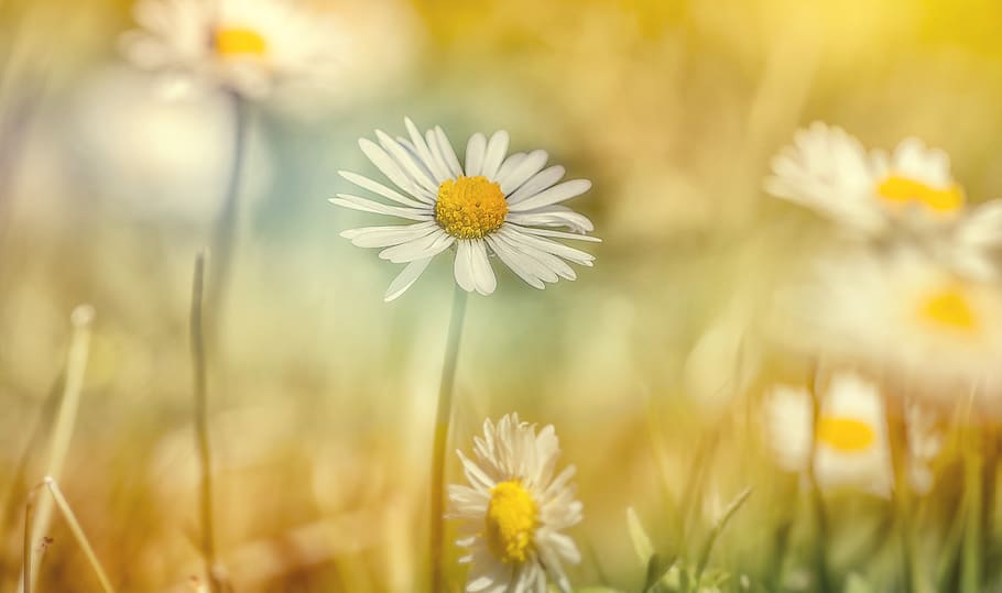 macro, meadow, nature, close up, flower, flora, fresh, grass HD wallpaper