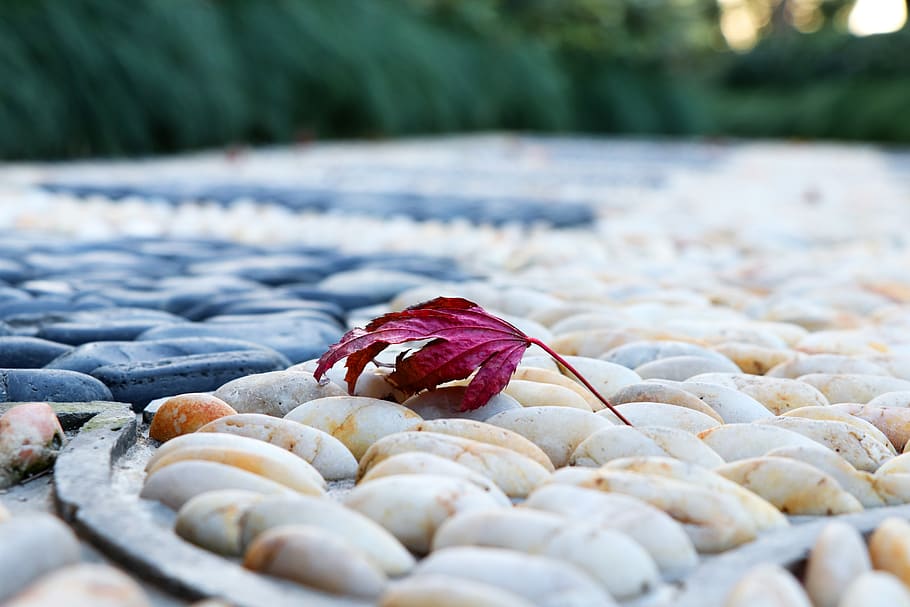 maple, pebble, lane, park, close-up, leaf, garden, nature, serenity HD wallpaper