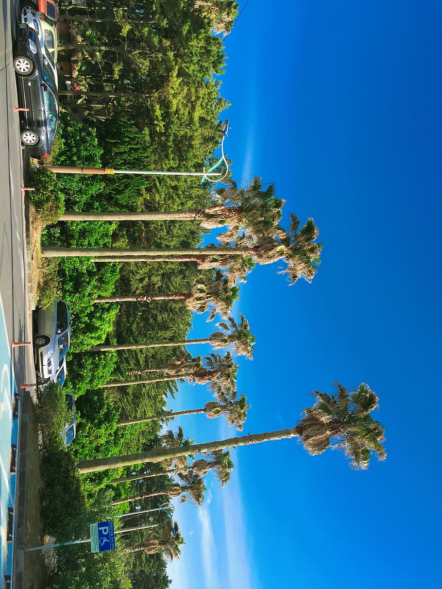대한민국, 제주시, plant, tree, blue, sky, day, nature HD wallpaper
