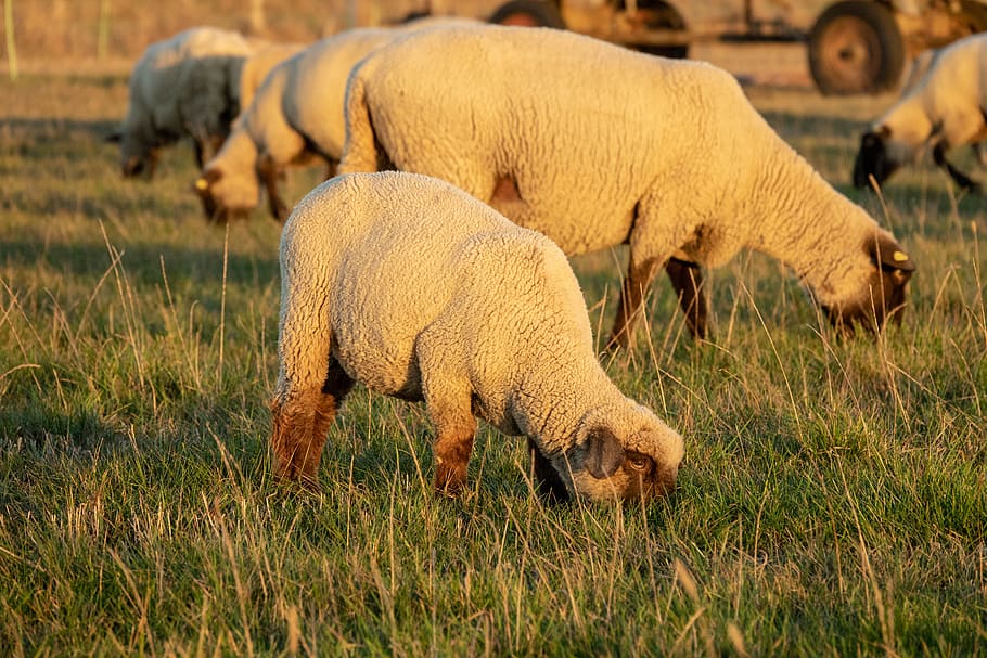 sheep, pasture, lamb, animals, flock, wool, nature, rural, cute HD wallpaper