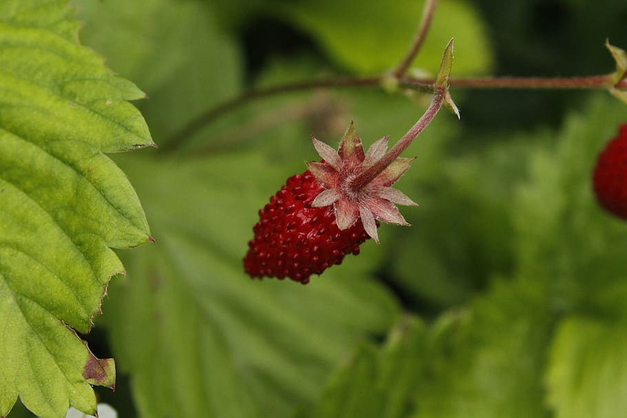 strawberry, sweet, fruit, red, healthy, fresh, berries, succulent HD wallpaper