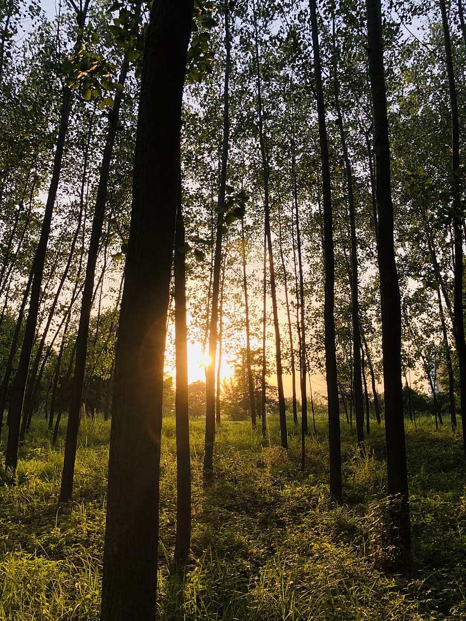 forest trees during golden hour, light, sunlight, mazandaran province, HD wallpaper