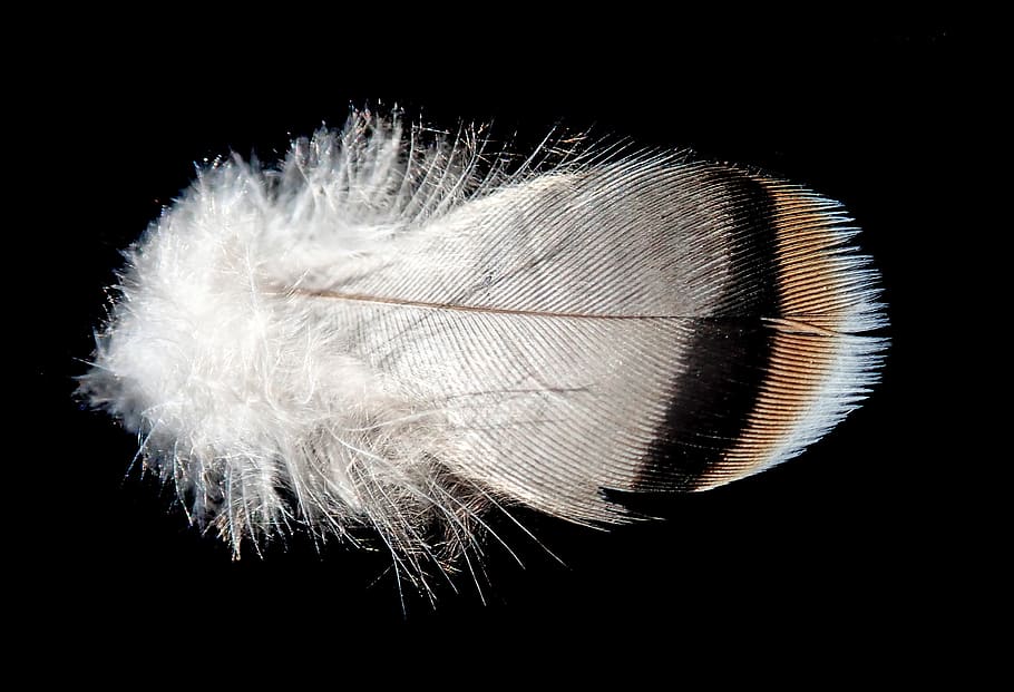 feather, plumage, bird, nature, studio shot, black background, HD wallpaper