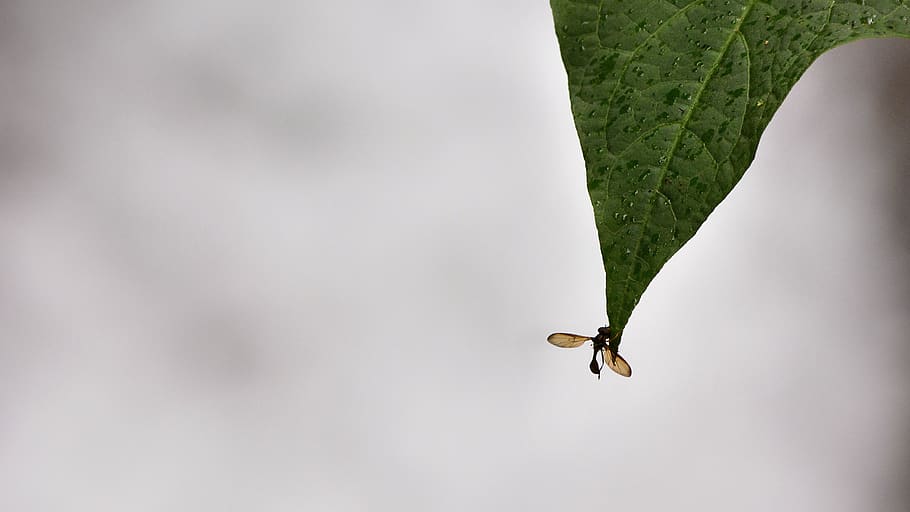 ecuador, mindo, rainforest, trees, green, nature, invertebrate HD wallpaper
