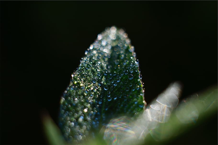 leaf, wet, rain drops, selective focus, green color, studio shot HD wallpaper