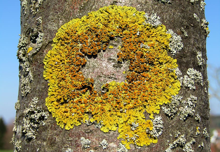 tree, log, mushroom, lichen, nature, moss, plant, fouling, yellow HD wallpaper