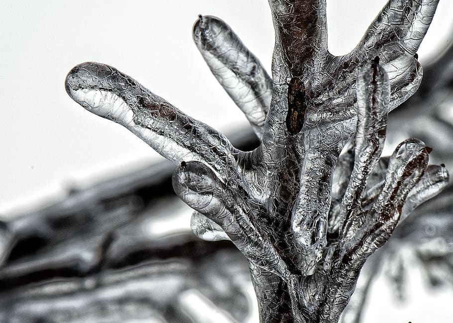 Clear and Black Crystal Wallpaper, blizzard, branches, cold, cool HD wallpaper