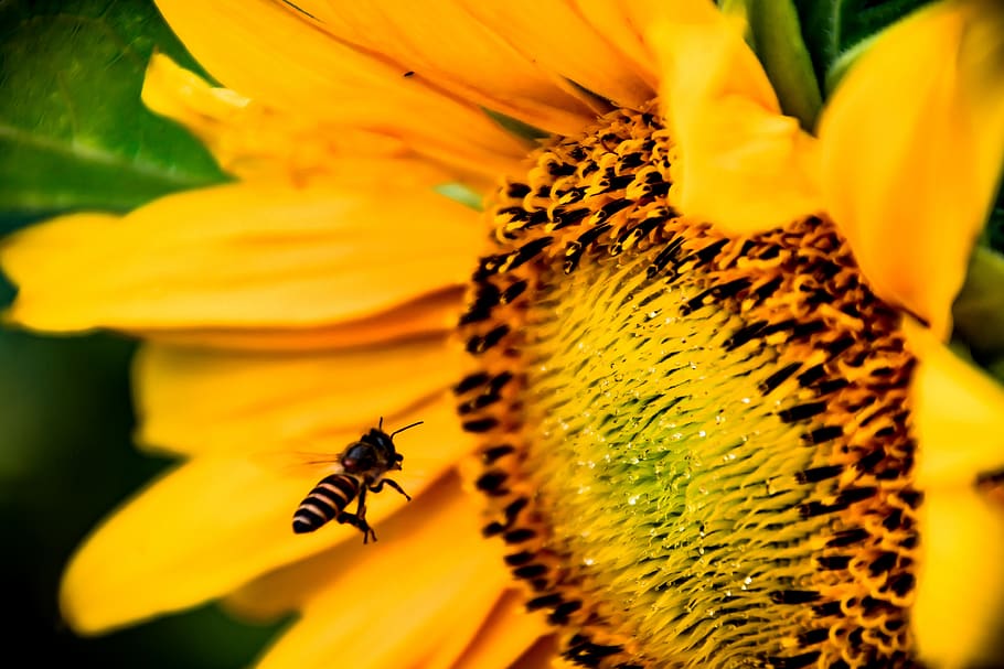 Shallow Focus Photography Of Honey Bee, bloom, blossom, close-up HD wallpaper