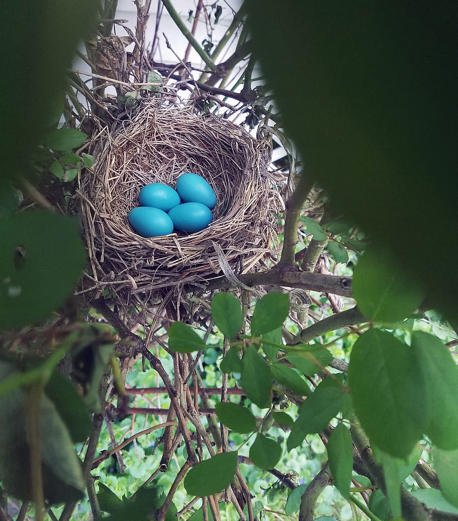 nest, eggs, robin, bird, bush, trees, nature, easter, colored, HD wallpaper