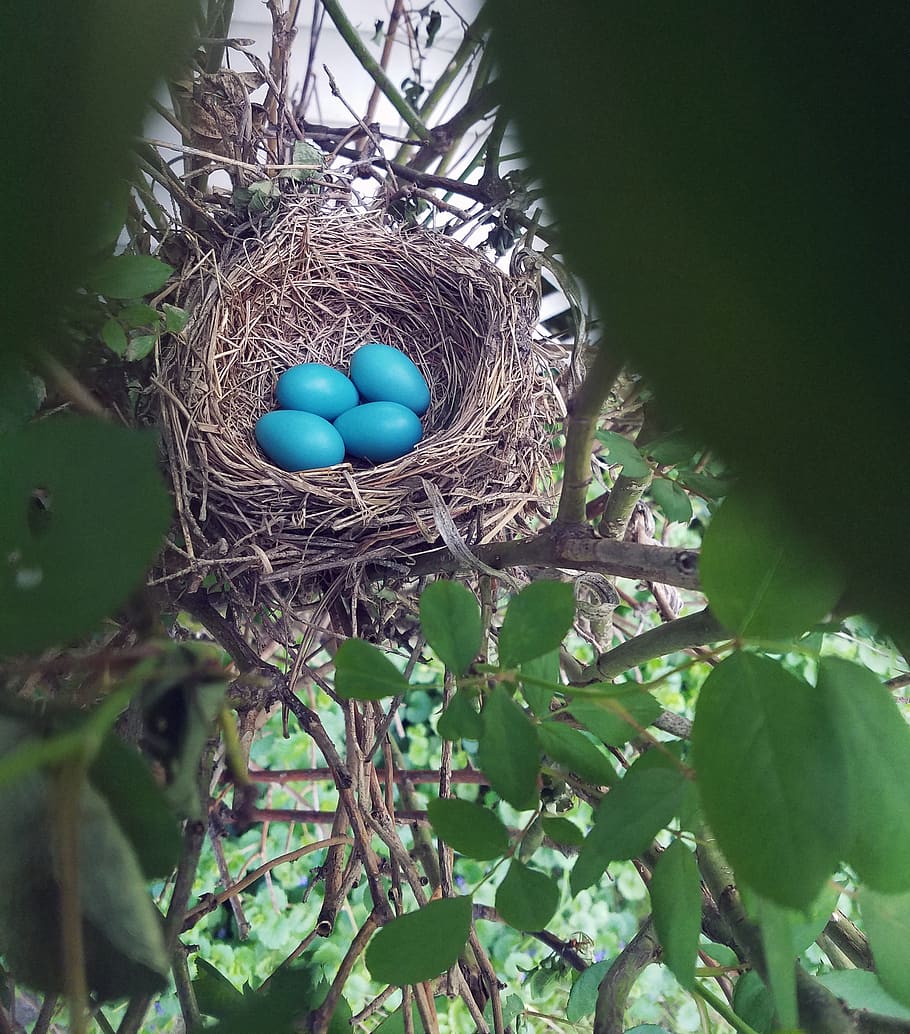 nest, eggs, robin, bird, bush, trees, nature, easter, colored HD wallpaper