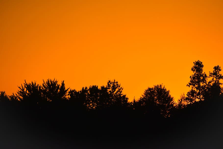 Silhouette Photo of Trees, backlit, dusk, evening, evening sun HD wallpaper