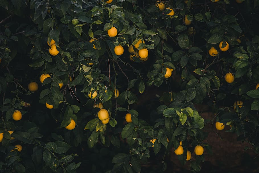 yellow fruits on tree, healthy eating, food and drink, citrus fruit HD wallpaper