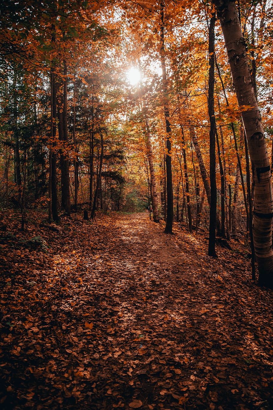 sun rays through the trees, path, forest, woodland, outdoors HD wallpaper