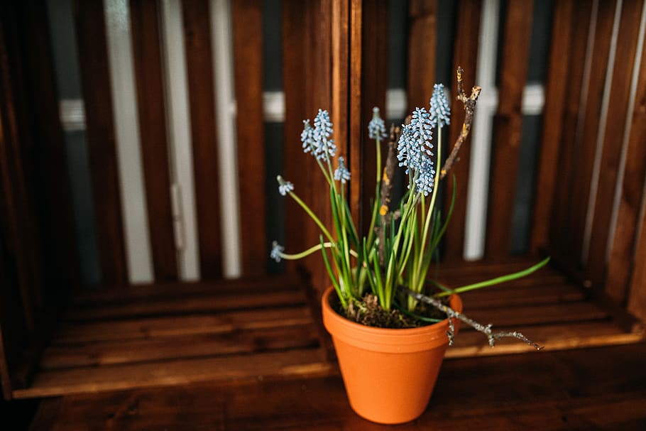 blue petaled flower on pot, plant, indoors, wood - material, no people HD wallpaper