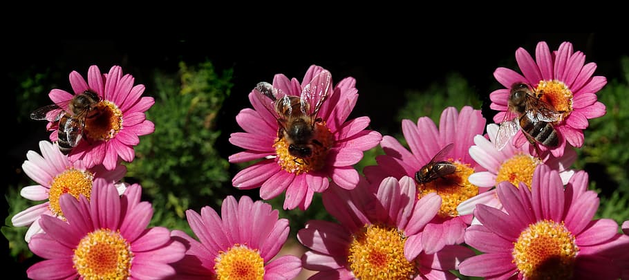 flowers, daisies, bees, insects, pollen, garden, nature, flowering plant HD wallpaper