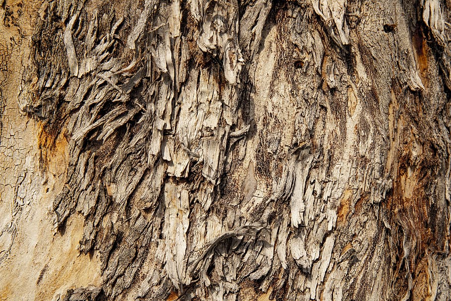 texture, tree, wood, nature, trunk, cracked, pattern, green HD wallpaper