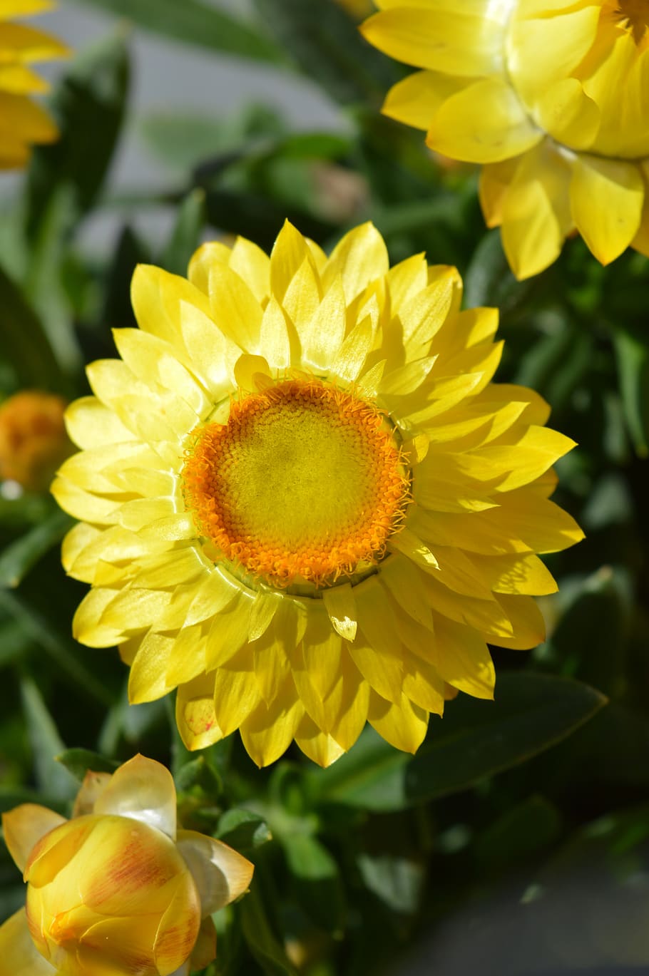 yellow, flower, spring, petals, helichrysum, flowering plant HD wallpaper