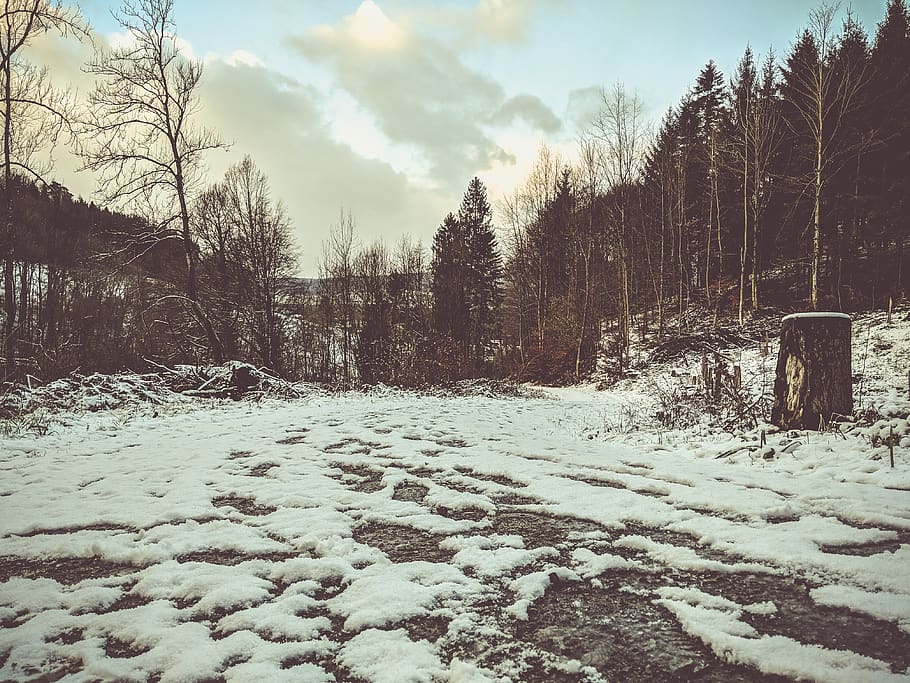 outdoo, trees, forest, snow, winter, footprints, nature, plant HD wallpaper