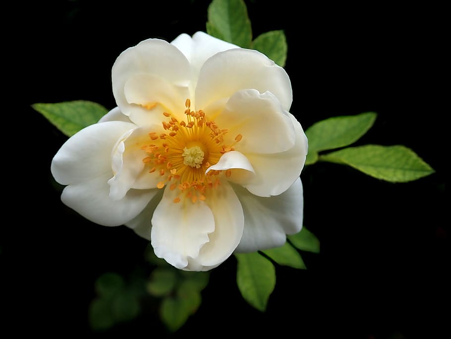rose, white, flower, pollen, garden, nature, flowering plant HD wallpaper