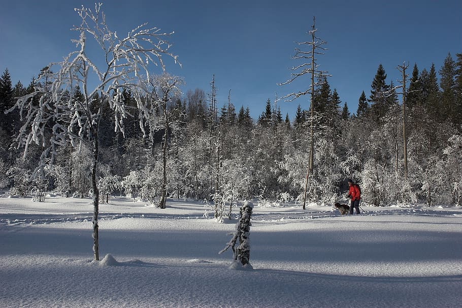 winter, snow, dog, cold, landscape, østmarka, norway, tree HD wallpaper