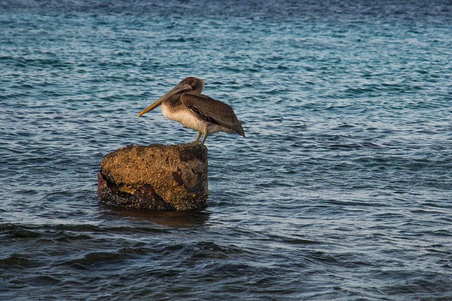 Gray Bird on Top of Rock, pelican, water, waterfront, animals in the wild HD wallpaper