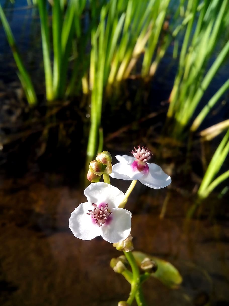 flower, grass, bud, water, flowering plant, fragility, vulnerability HD wallpaper