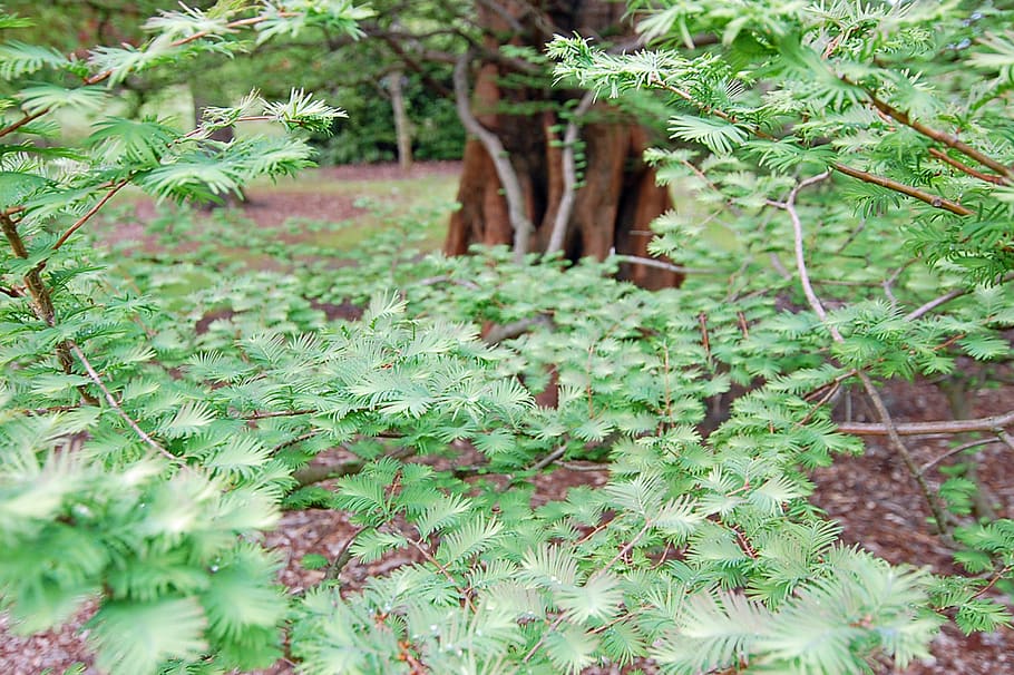 trees, green, botanical garden, swamp cypress, plant, growth HD wallpaper