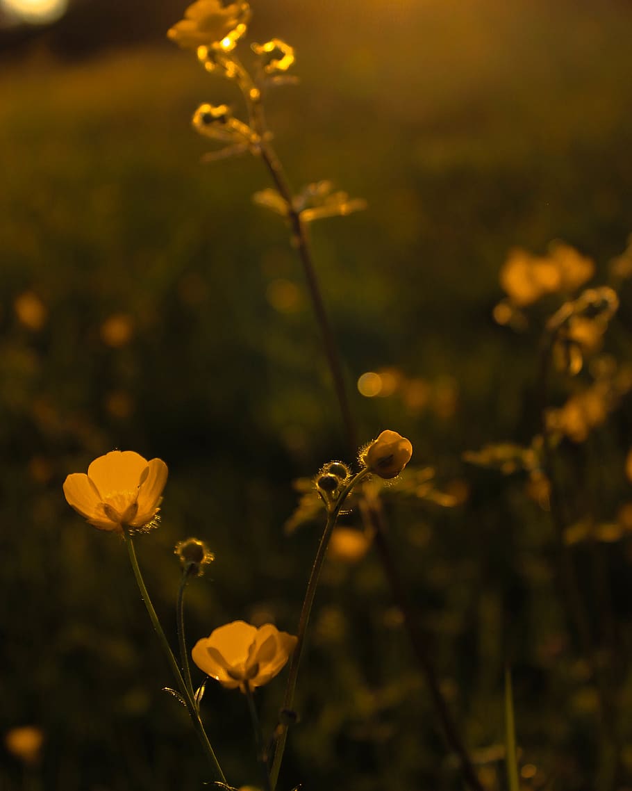 macro, yellow, green, nature, spring, growth, flower, plant HD wallpaper