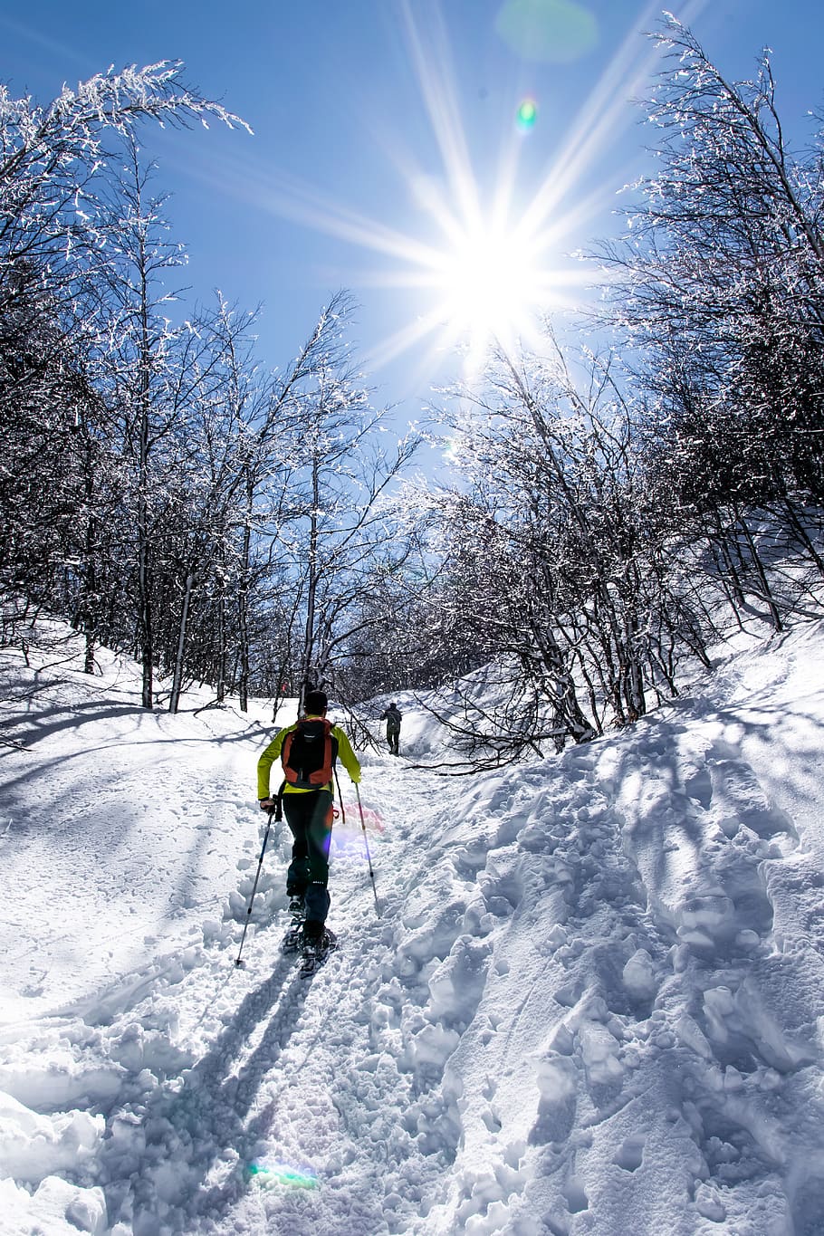 trees, forest, winter, snow, mountain, wood, hiking, walk, cold temperature HD wallpaper