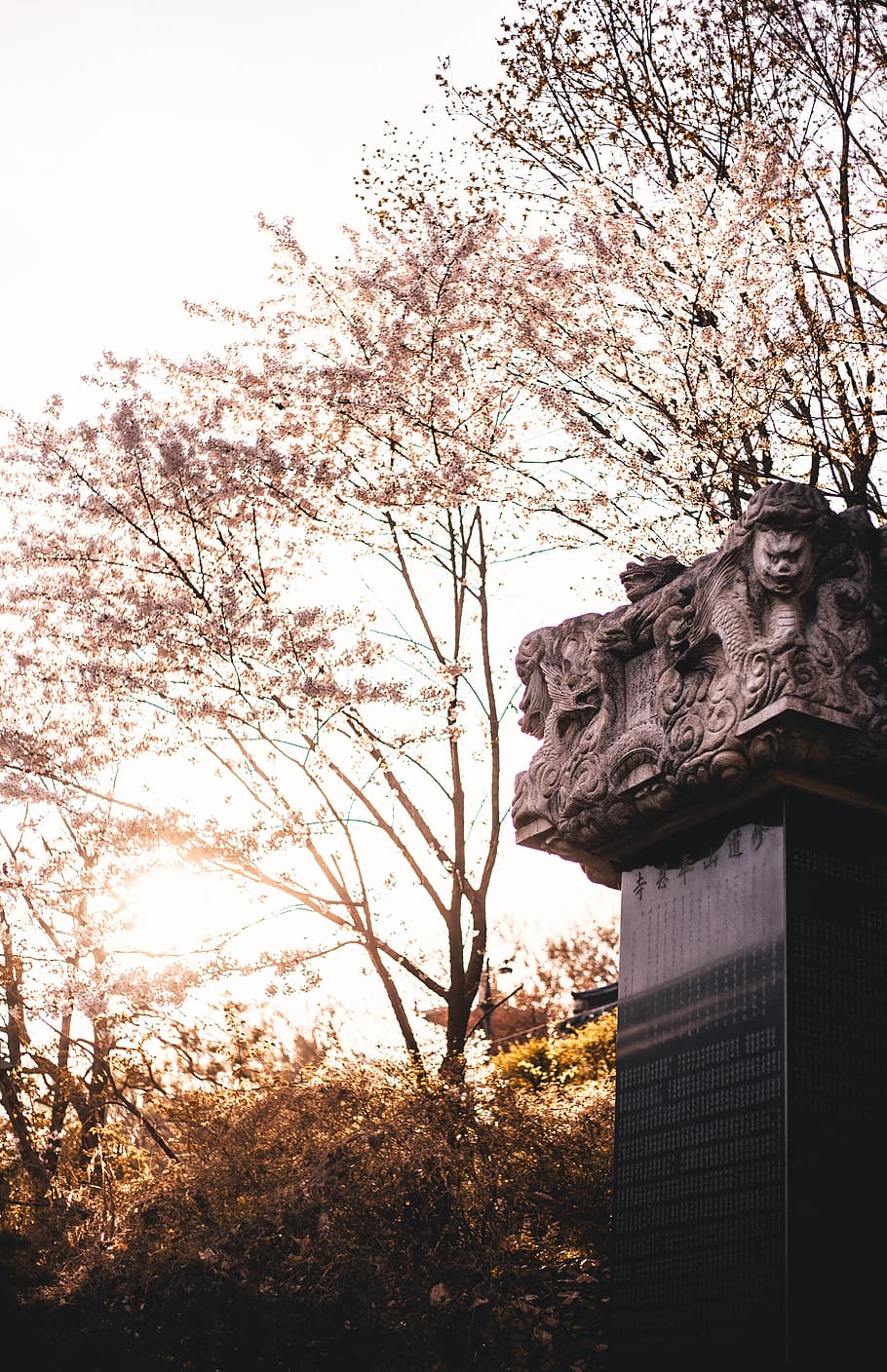 tree, plant, nature, no people, sculpture, architecture, growth HD wallpaper
