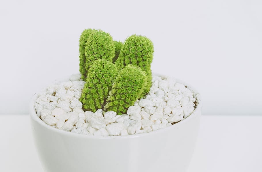 thing, plants, bonsai, cactus, green, thorn, pot, pebbles, rock HD wallpaper