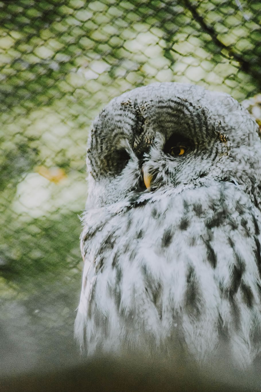 white and gray owl, animal, bird, mysterious, grey, beautiful HD wallpaper