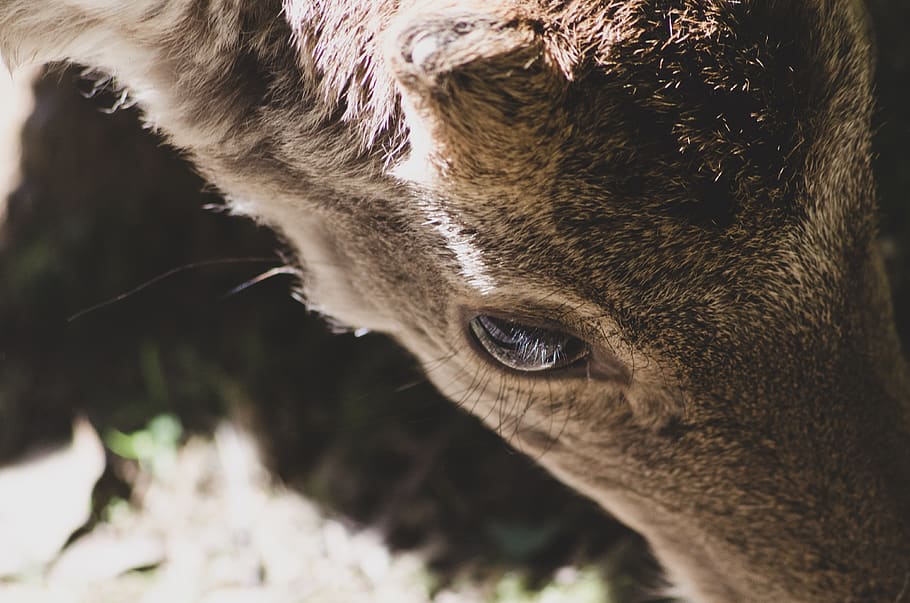 brown animal head, animal themes, one animal, mammal, domestic animals HD wallpaper