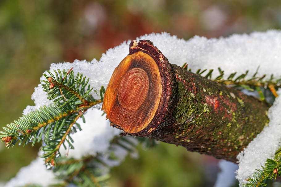 wood, snow, winter, forest, log, wet, branch, nature, cold HD wallpaper