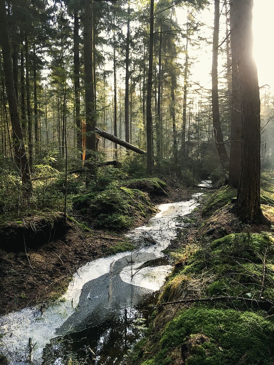 Landscape Photography of Forest, daylight, environment, jungle HD wallpaper