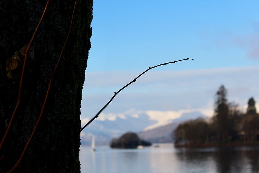 tree, branch, lake, water, mountain, mountain range, boat, sailing boat HD wallpaper