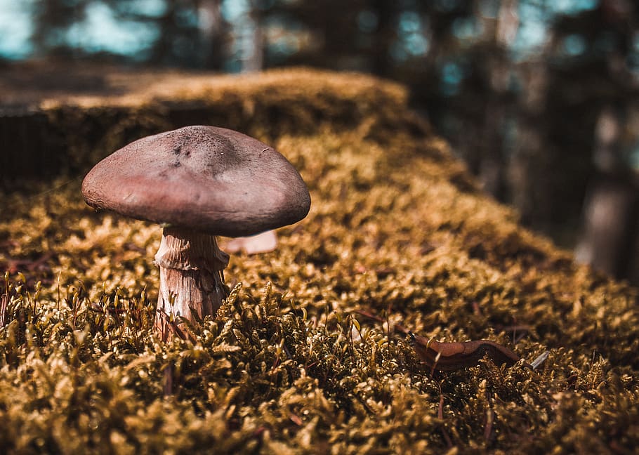 brown mushroom, fall, forest, autum, tree, nature, golden light HD wallpaper