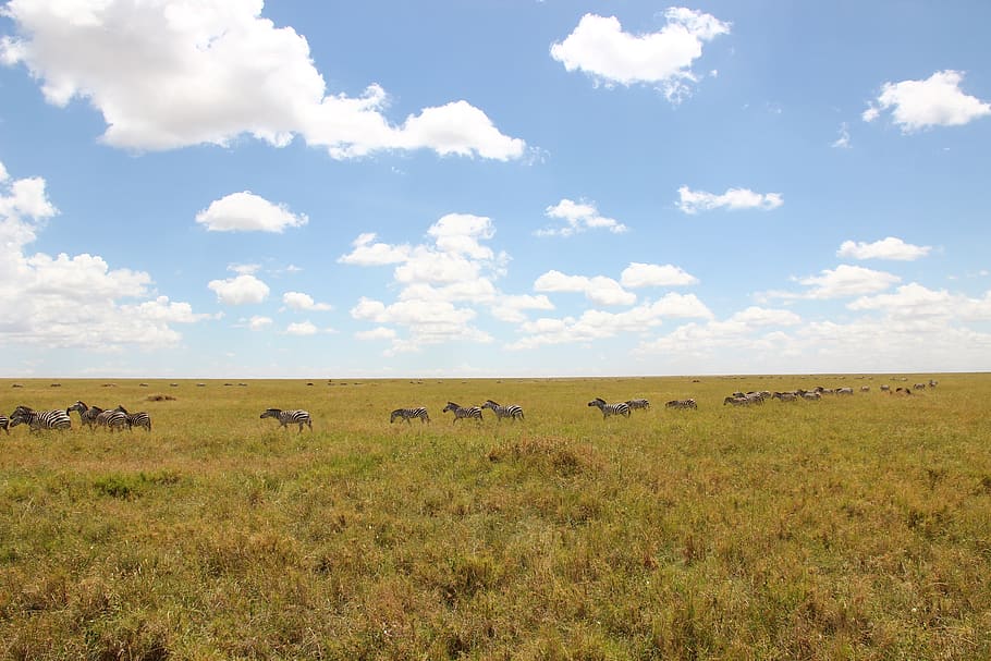 zebras, animal, animal themes, land, sky, group of animals HD wallpaper