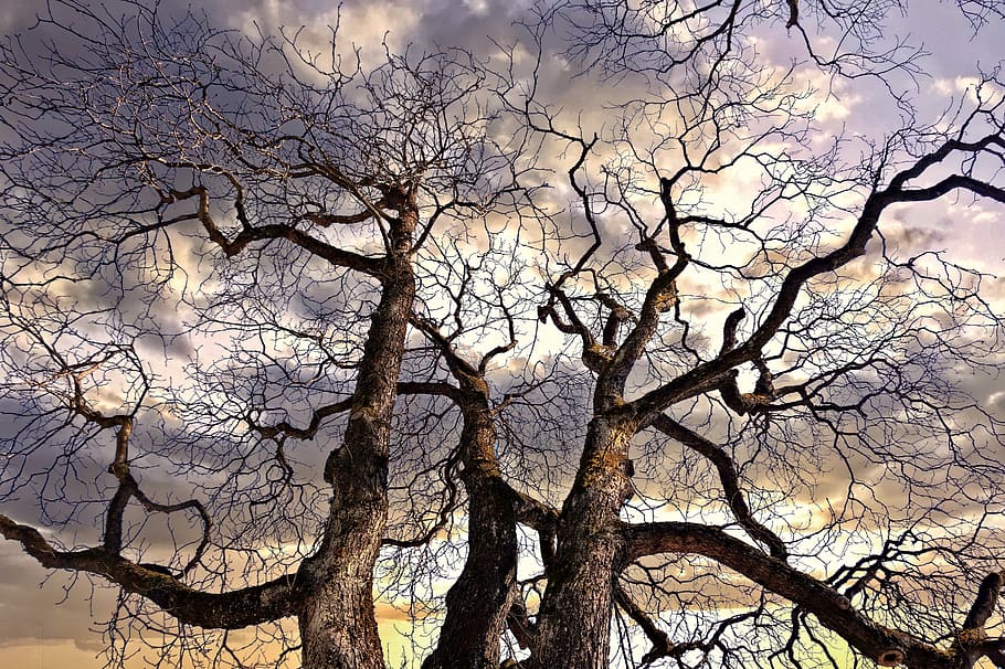 aesthetic, forest, trees, atmosphere, branch, bare tree, plant HD wallpaper