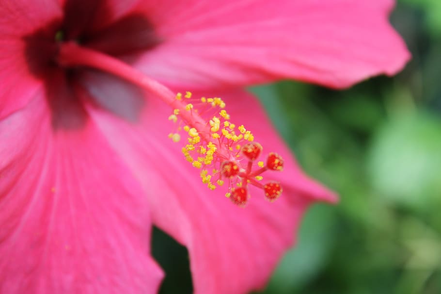 flower, hibiscus, macro, blossom, bloom, mallow, flora, pink HD wallpaper