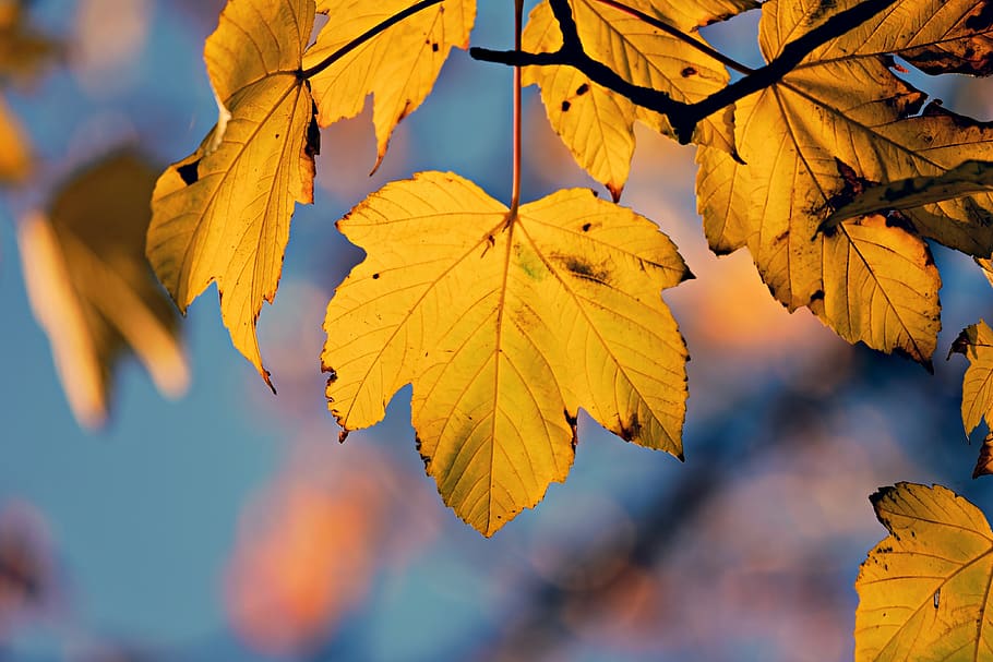 autumn leaf, veins, pattern, twig, branch, tree, foliage, seasonal HD wallpaper