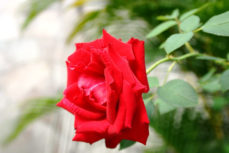flower, flowers, nature, spring, rosa, roses, beautiful, petal HD wallpaper