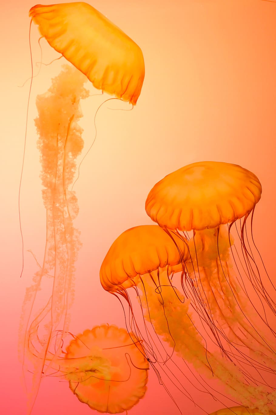 Four Orange Jellyfish Wallpaper, animals, aquarium, aquatic animal, HD wallpaper