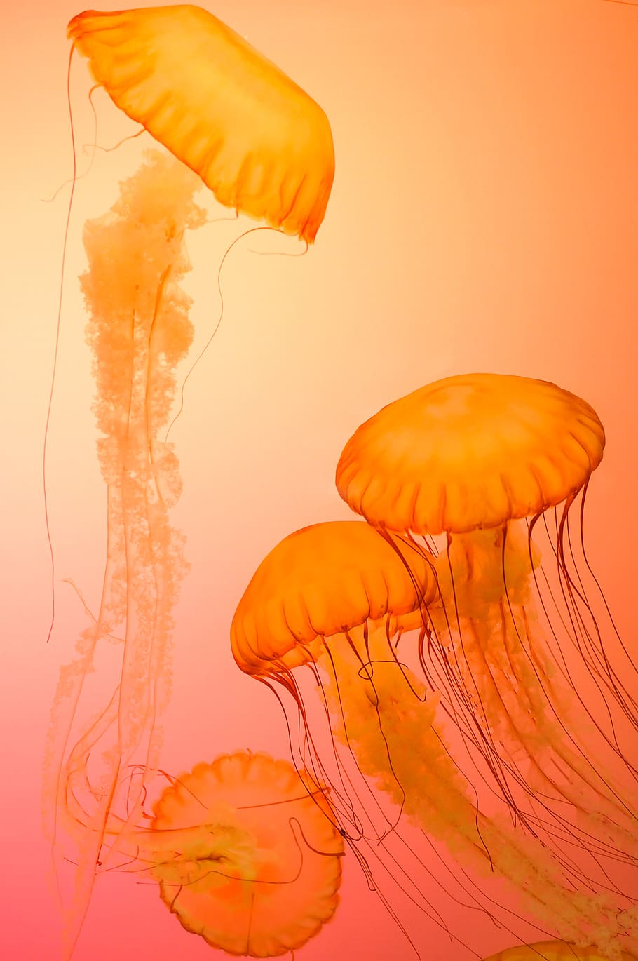 four orange jellyfish, orange color, invertebrate, animal, underwater HD wallpaper