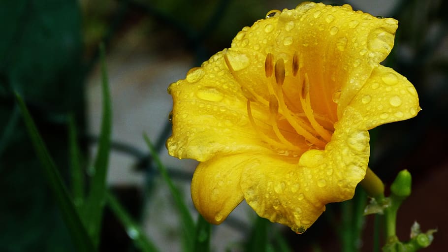flower, yellow, landscape, nature, garden, flowers, plants HD wallpaper