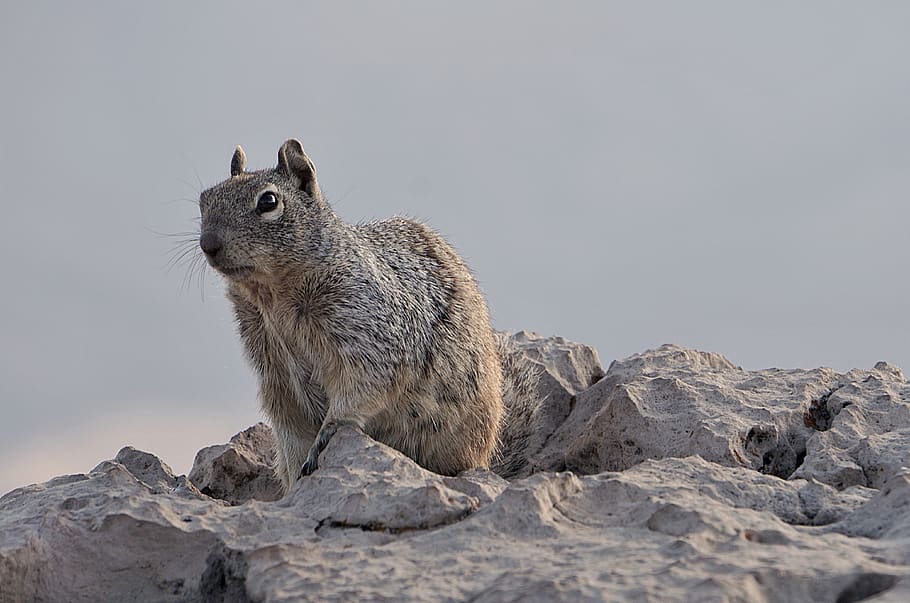 gray squirrel on rock, wildlife, animal, mammal, rodent, usa, HD wallpaper