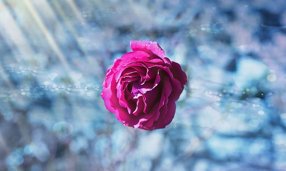 Pink Rose Selective-focus Photography, bloom, blossom, flora HD wallpaper